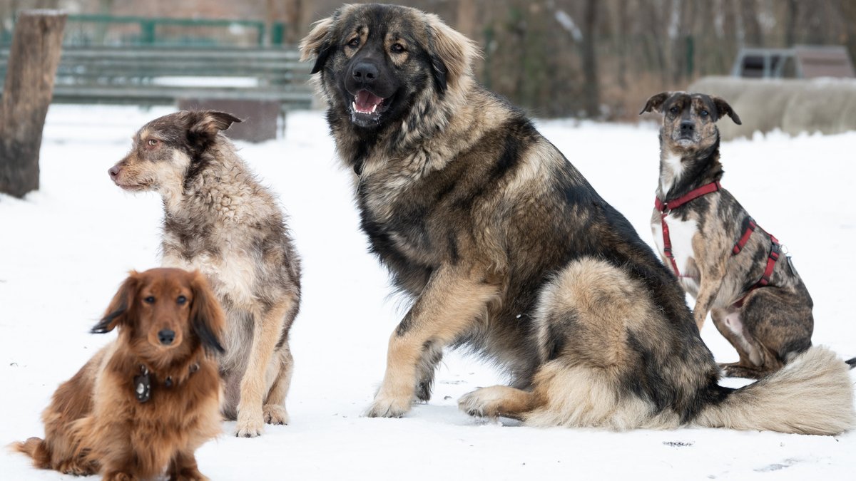 Vier Hunde, größere und kleinere, sitzen im Schnee