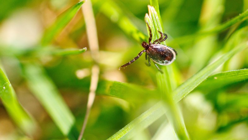 Urheber des Übels: die Zecke, auch "Gemeiner Holzbock" oder Ixodes ricinus genannt | Bild: picture alliance/dpa | Matthias Balk Urheber des Übels: die Zecke, auch "Gemeiner Holzbock" oder Ixodes ricinus genannt