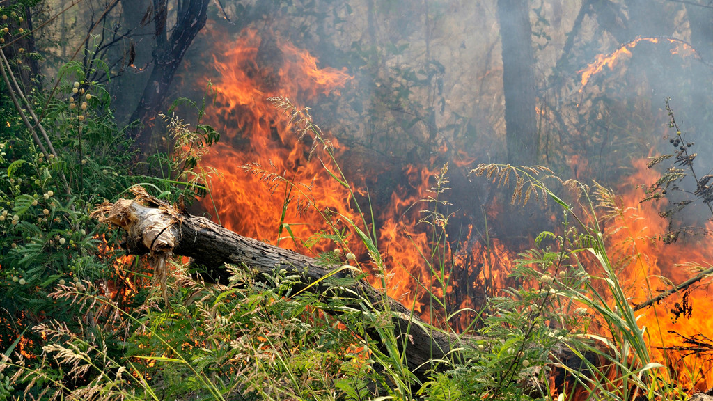 Brandrodung in einem Urwald in Argentinien.