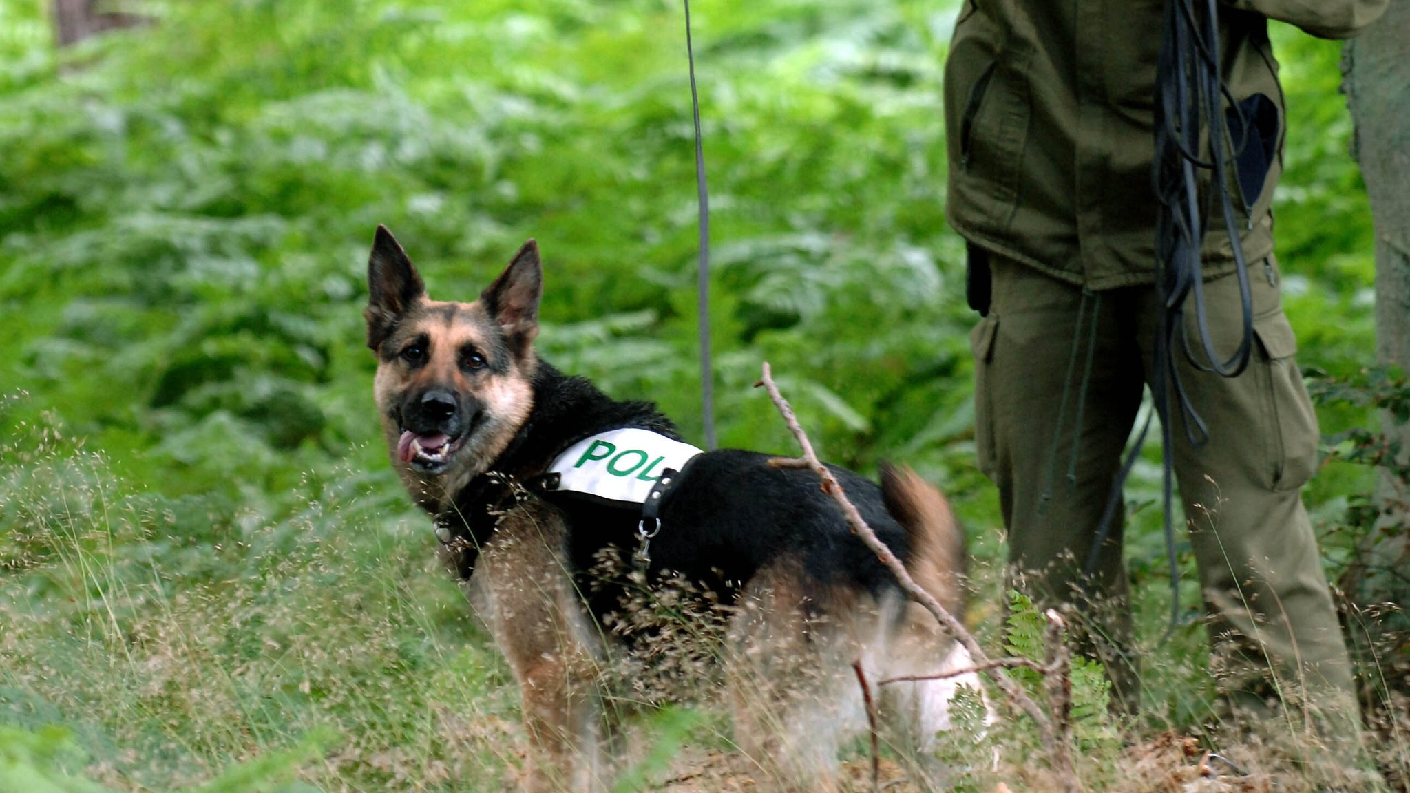 Ein Suchhund der Polizei im Wald