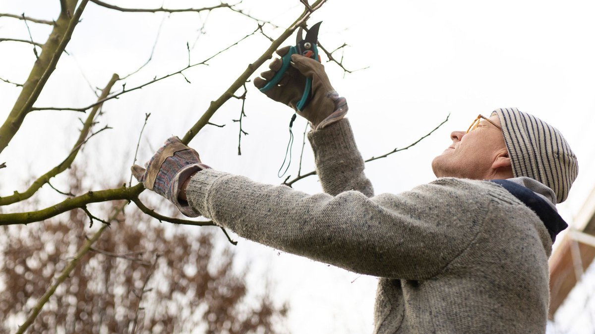 Obstbäume schneiden: Grundlagen für Hobbygärtner