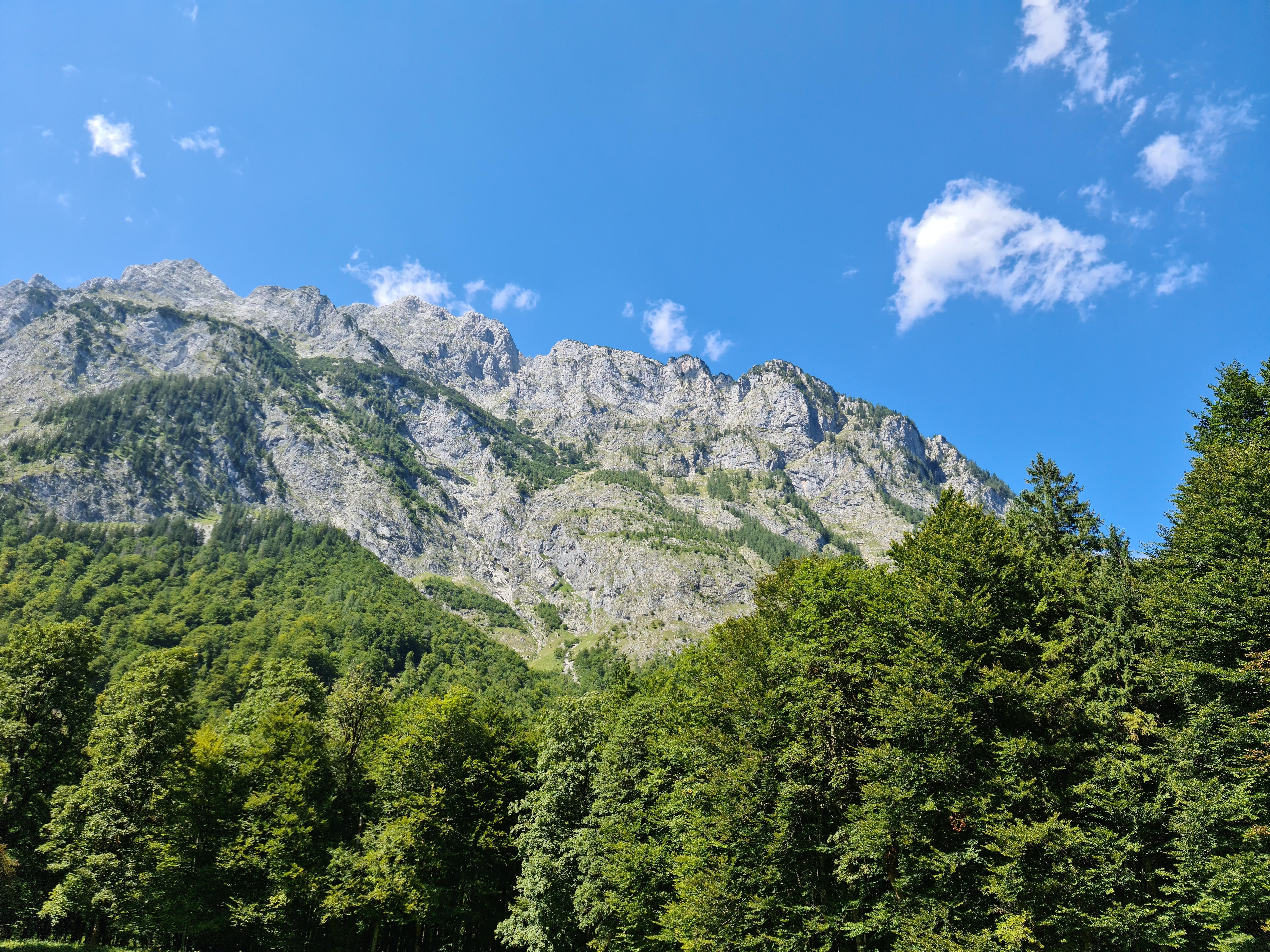Bergwald am Watzmann