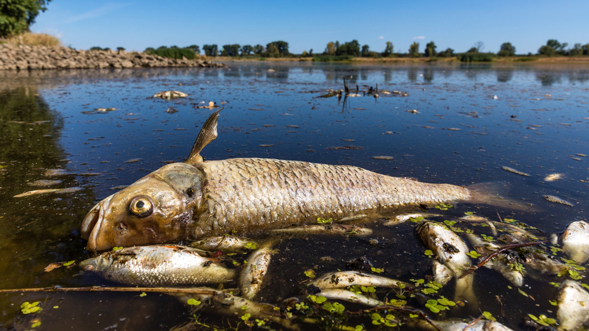 Bundesumweltministerin alarmiert: Fund toter Fische in Polen