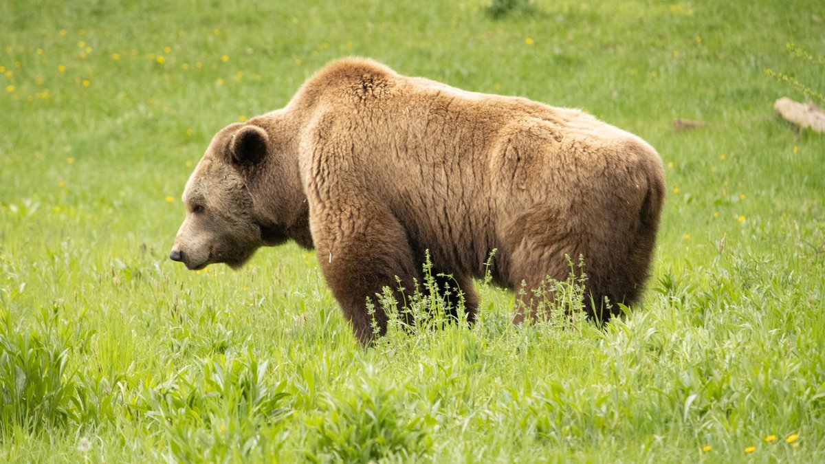 Laut Umweltschützern gibt es derzeit in Europa insgesamt etwa 17.000 Braunbären (Symbolbild).
