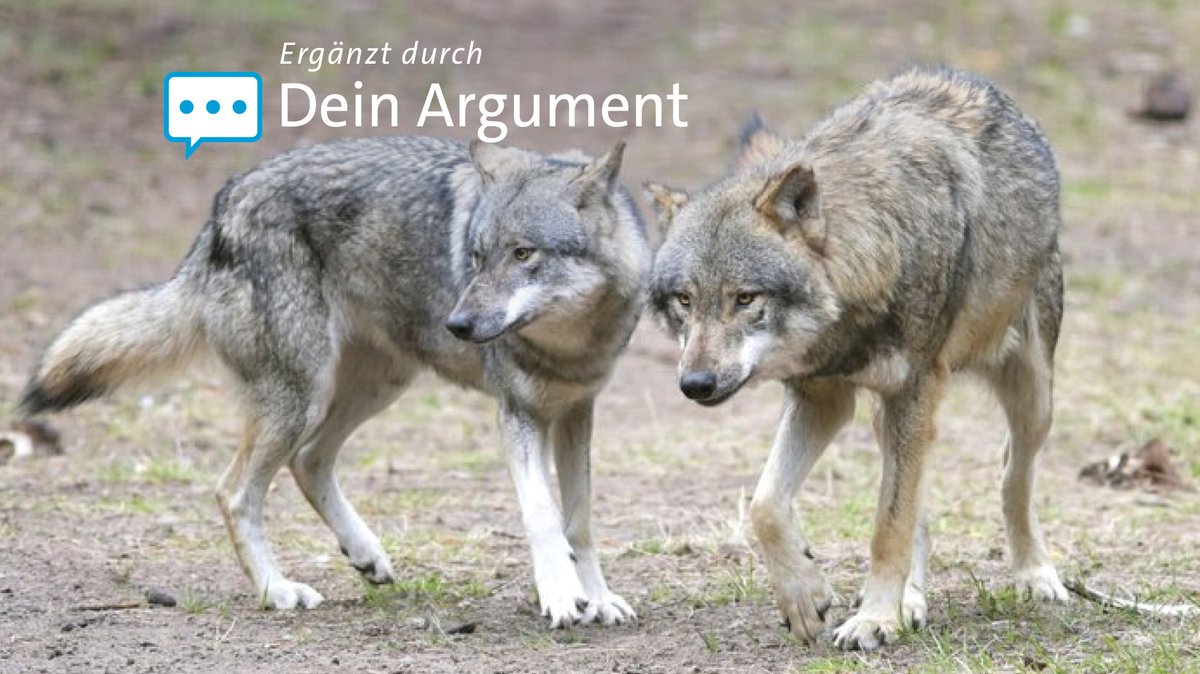 Europäischer Gerichtshof stärkt Schutz von Wölfen