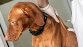 Impfung eines Hundes. | Bild:picture alliance / Andreas Gora | Andreas Gora