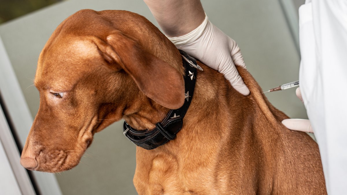 Behörde rät: Hunde gegen tödliches Staupe-Virus impfen