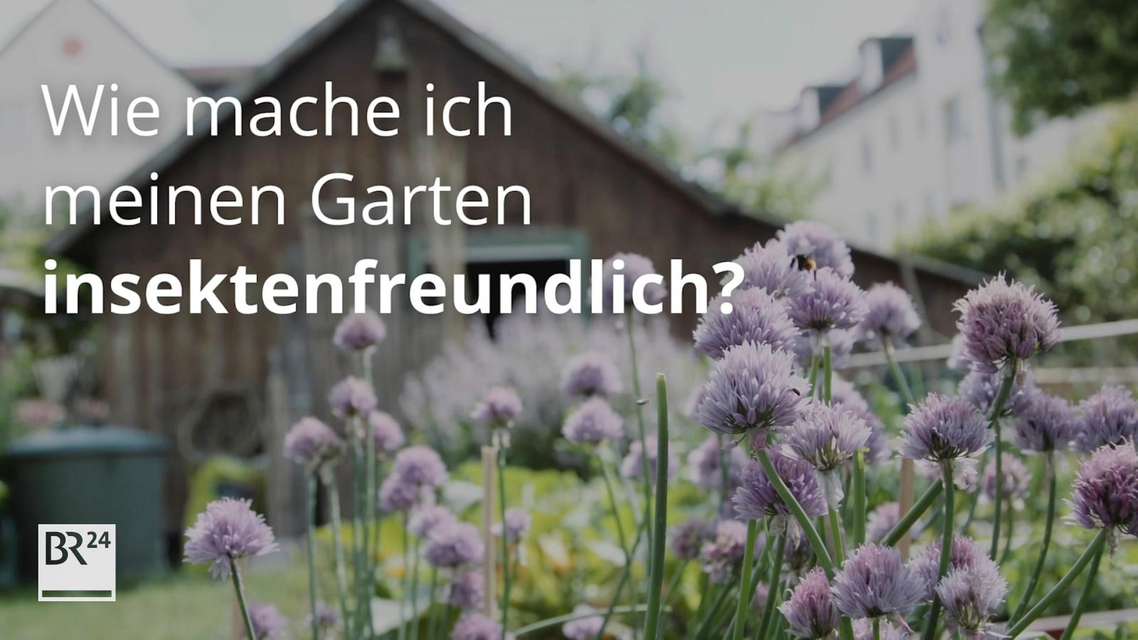 fragBR24💡 Wie mache ich meinen Garten insektenfreundlich? BR24