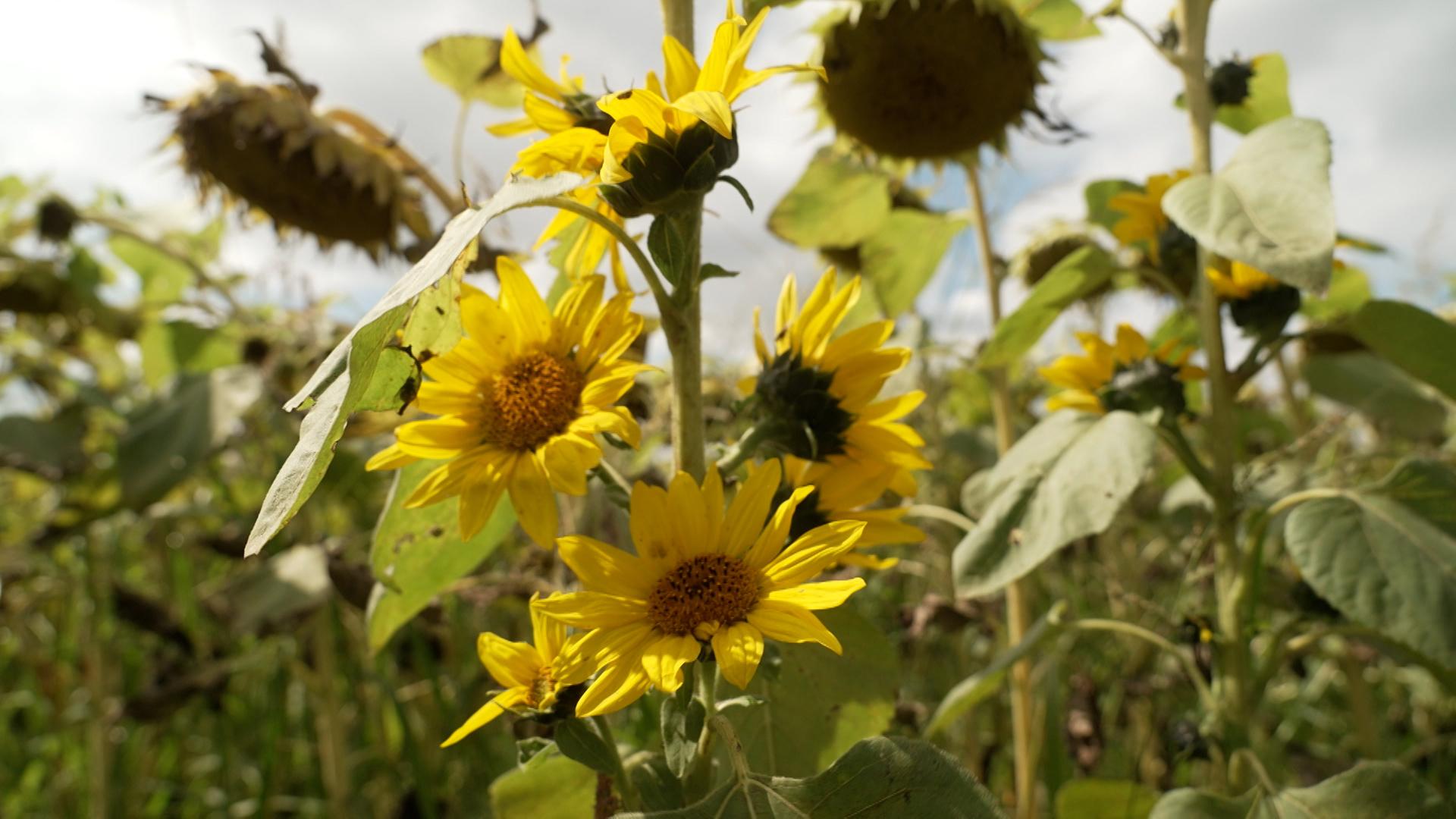 Bayerns Landwirte bauen deutlich weniger Sonnenblumen an, als in den vergangenen Jahren.