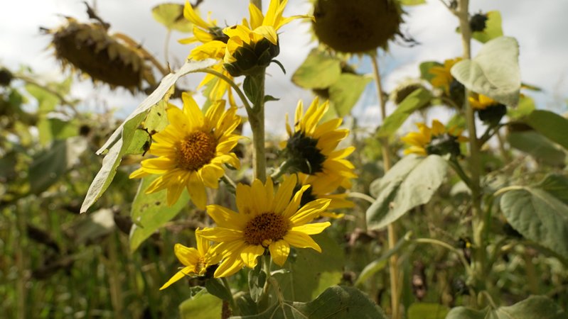 Bayerns Landwirte bauen deutlich weniger Sonnenblumen an, als in den vergangenen Jahren. | Bild: BR Bayerns Landwirte bauen deutlich weniger Sonnenblumen an, als in den vergangenen Jahren.