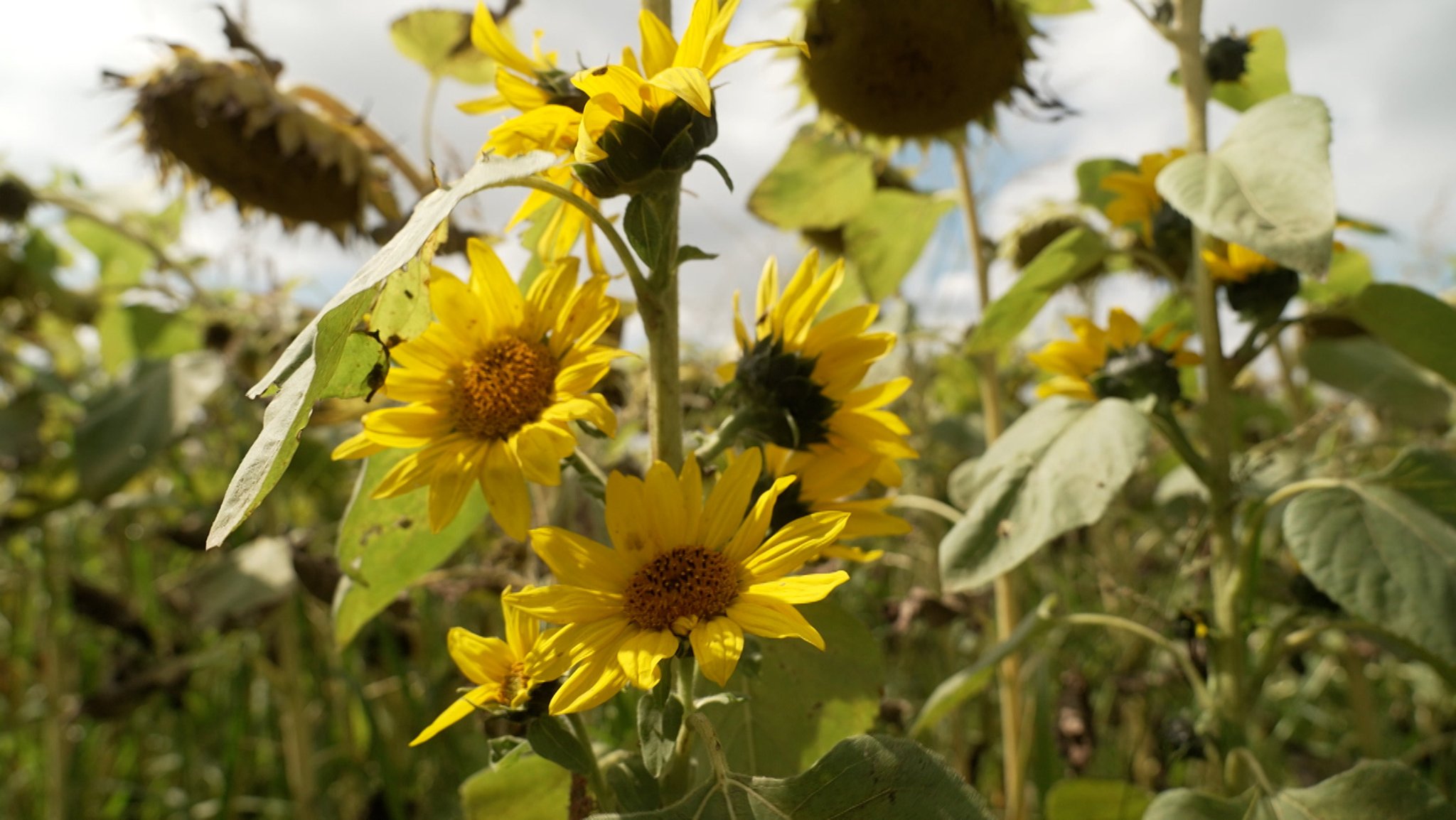 Bayerns Landwirte bauen deutlich weniger Sonnenblumen an, als in den vergangenen Jahren.