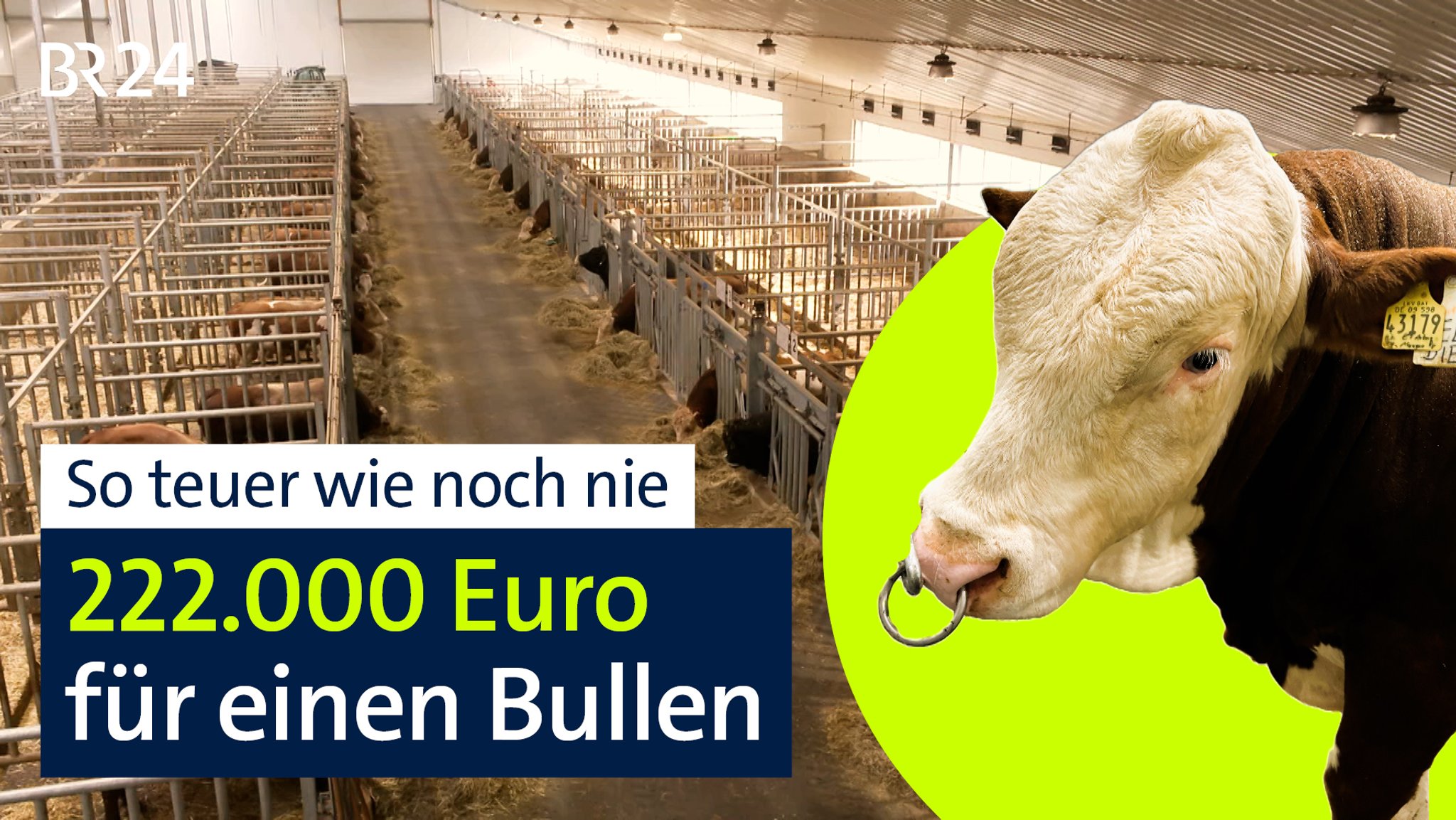 Zuchtbulle