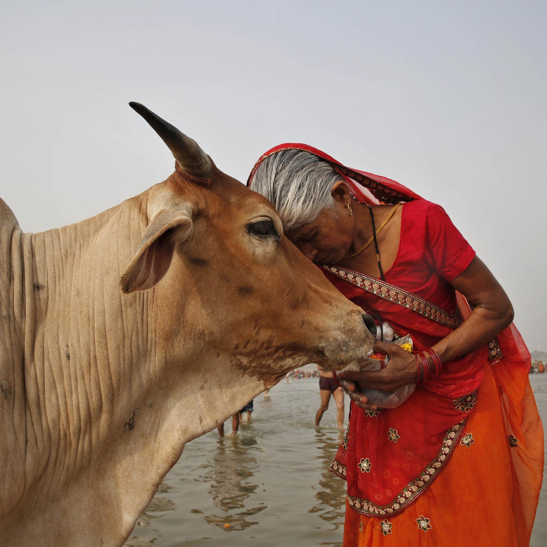 Das Tier und die Religion - Mitgeschöpf oder Mahlzeit?