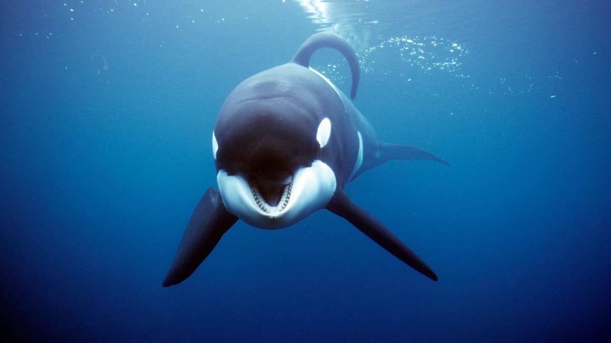 Orca schwimmt auf Kamera zu; Killerwal-Studie: So töten Orcas Weiße Haie