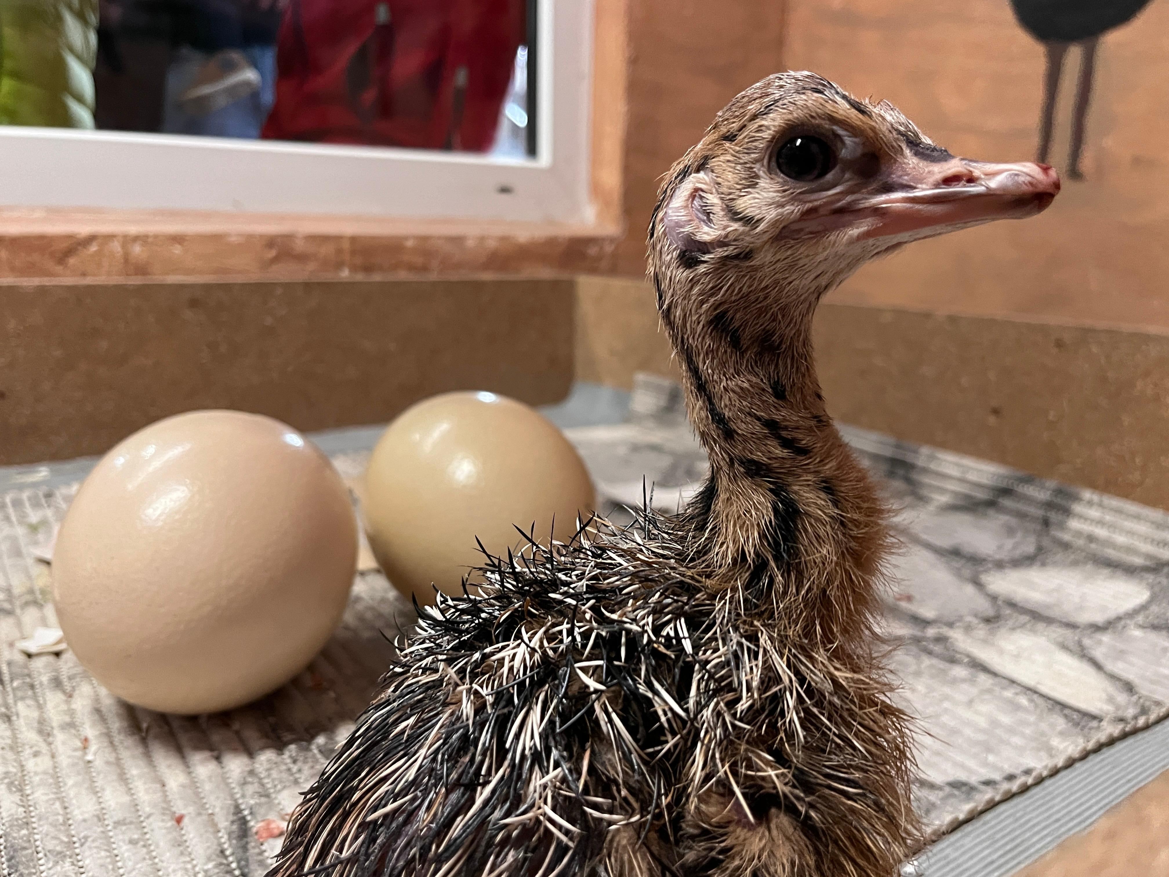 Ein Straußenküken vor zwei Eiern.