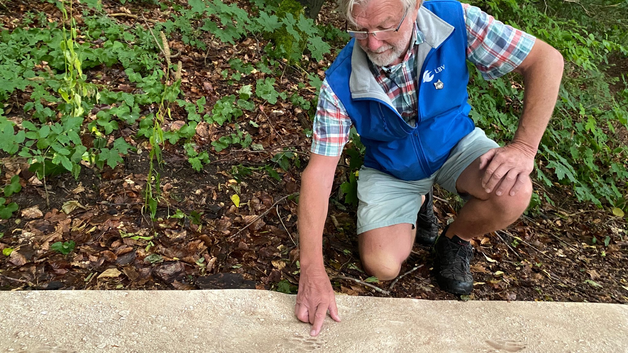 Wolfsbeauftragter Willi Reinbold zeigt auf Wolfsspuren.