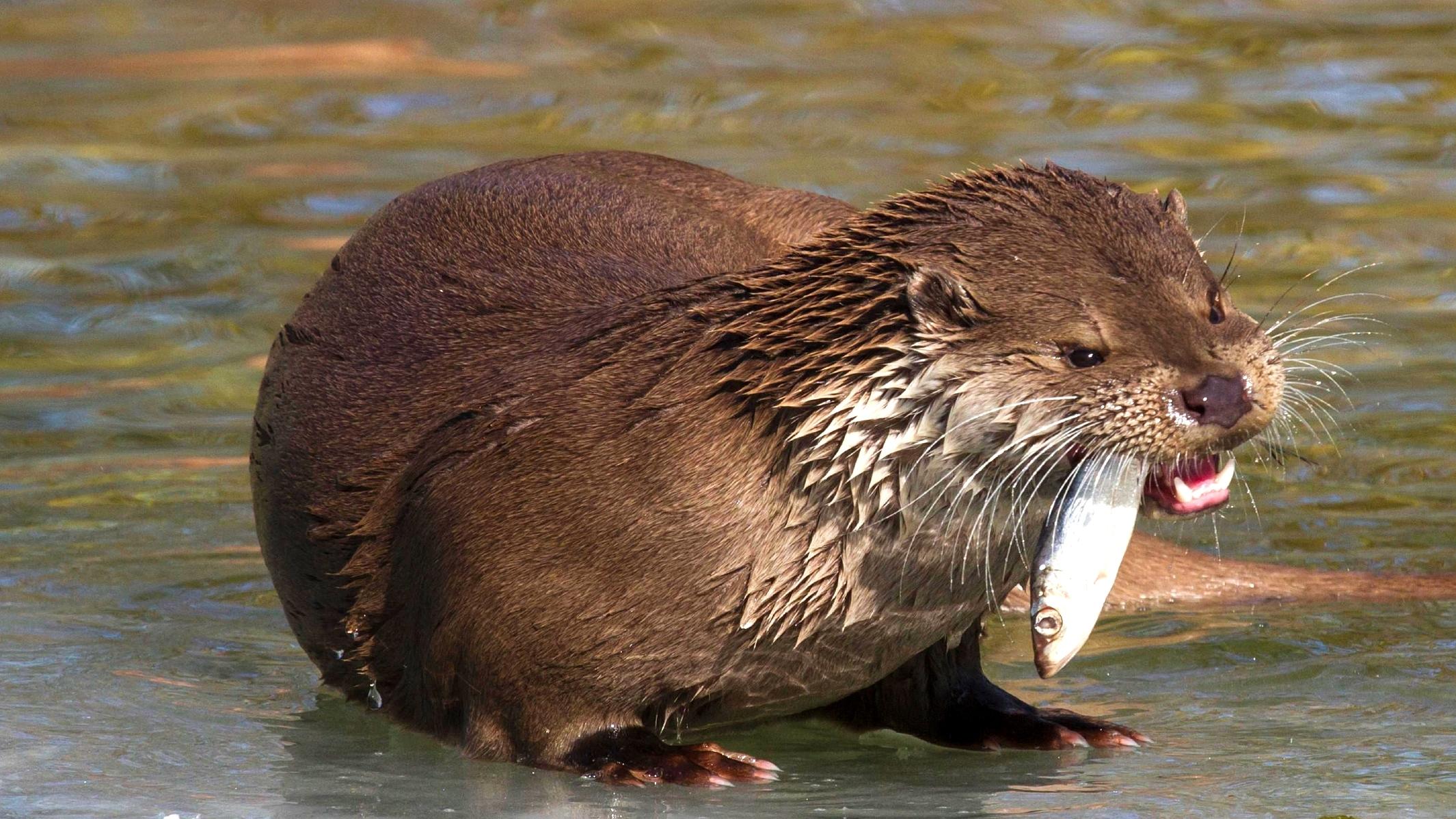 Die bayerische Staatsregierung hat zwar eine Otter-Entnahme-Verordnung erlassen, wonach 32 Tiere pro Jahr gejagt werden dürfen. Doch das reicht vielen Teichwirten nicht, um ihre Fischbestände zu sichern.