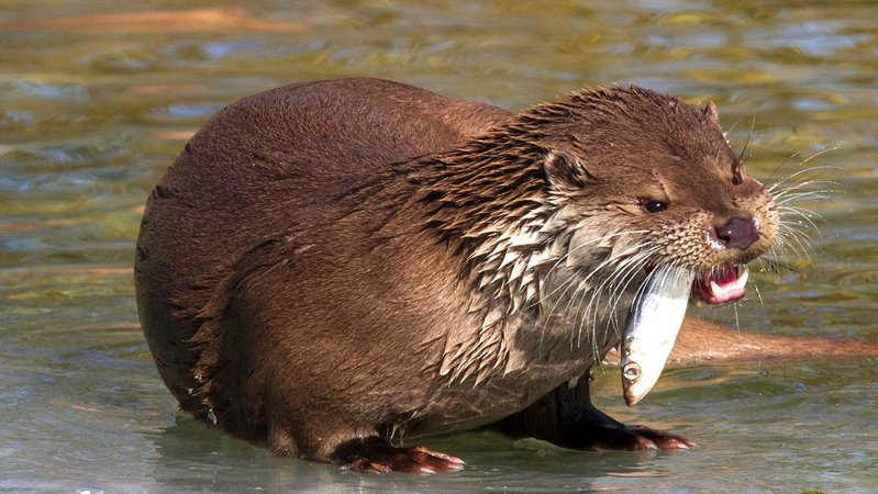 Die bayerische Staatsregierung hat zwar eine Otter-Entnahme-Verordnung erlassen, wonach 32 Tiere pro Jahr gejagt werden dürfen. Doch das reicht vielen Teichwirten nicht, um ihre Fischbestände zu sichern.