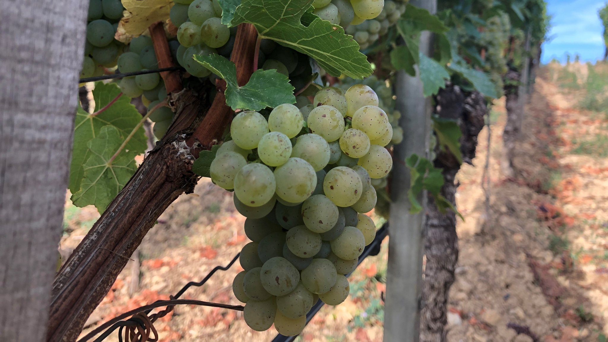 Weinlese in Franken beginnt wegen Hitze früher als sonst