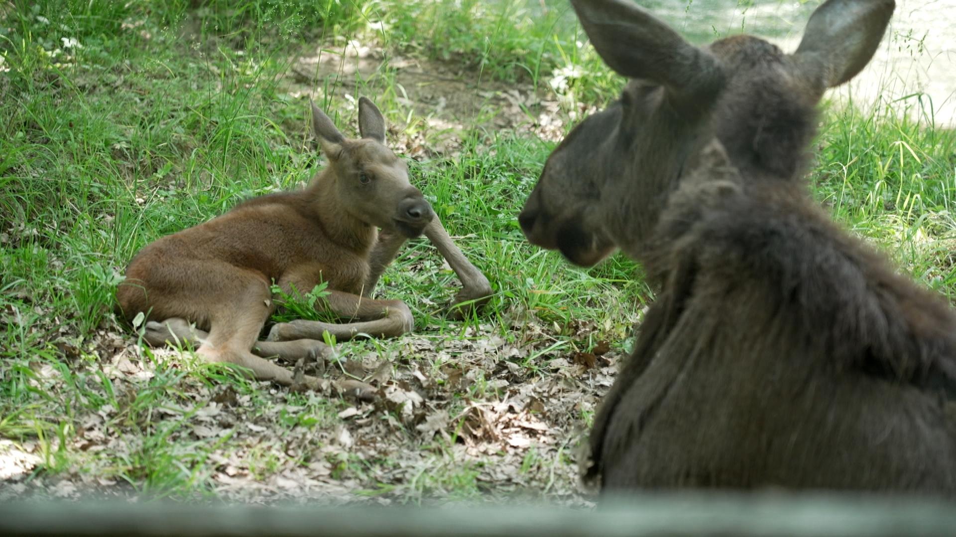 Das noch namenslose Elchkalb mit Mutter "Cordula". 