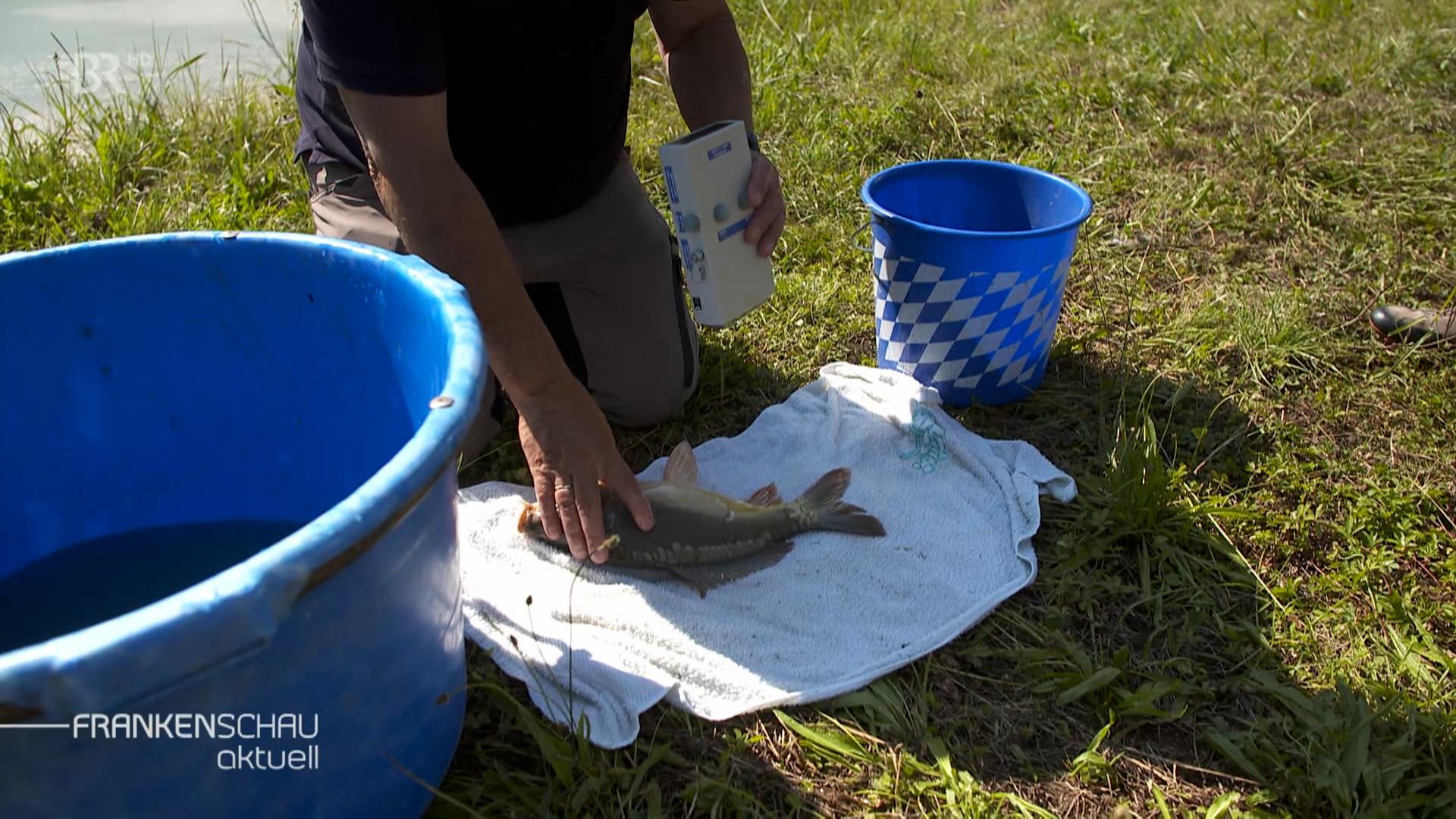 Überprüfung eines Fischs.