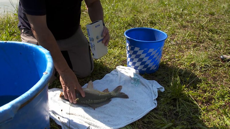 Überprüfung eines Fischs. | Bild: BR Überprüfung eines Fischs.