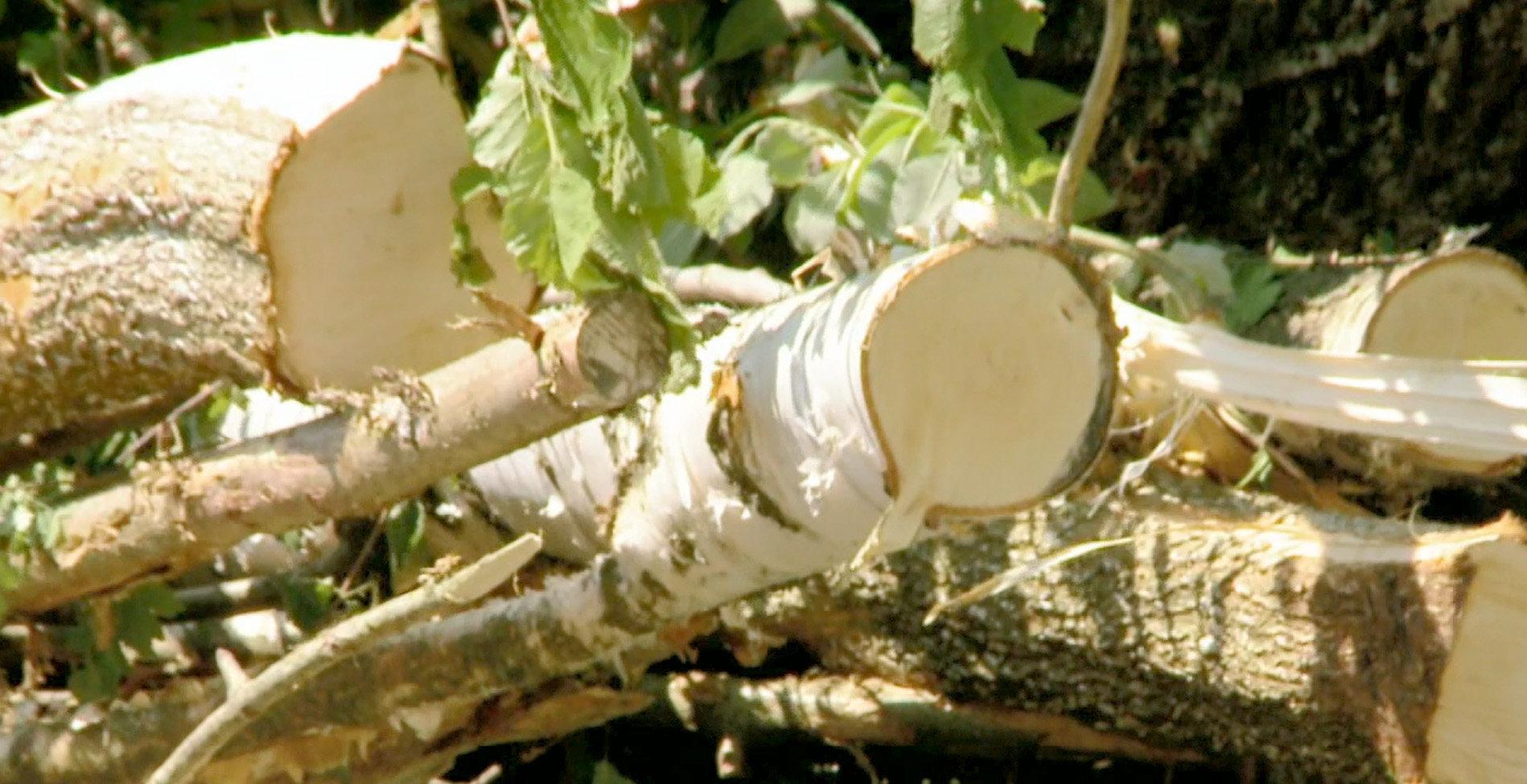 Image accompanying Den #Energieträger #Holz besser nutzen! Wenn Holz ungenutzt verfault setzt es genauso viel #CO2 frei als wenn es zur Wärmegewinnung verbrannt wird. Und dadurch 
