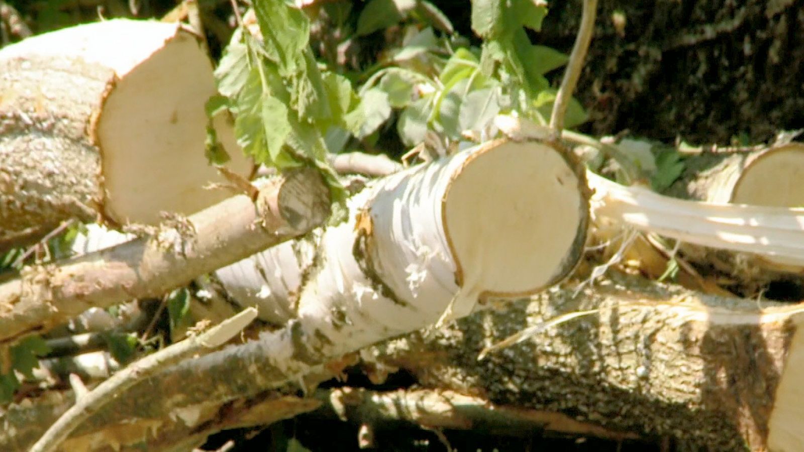 Image accompanying Den #Energieträger #Holz besser nutzen! Wenn Holz ungenutzt verfault setzt es genauso viel #CO2 frei als wenn es zur Wärmegewinnung verbrannt wird. Und dadurch