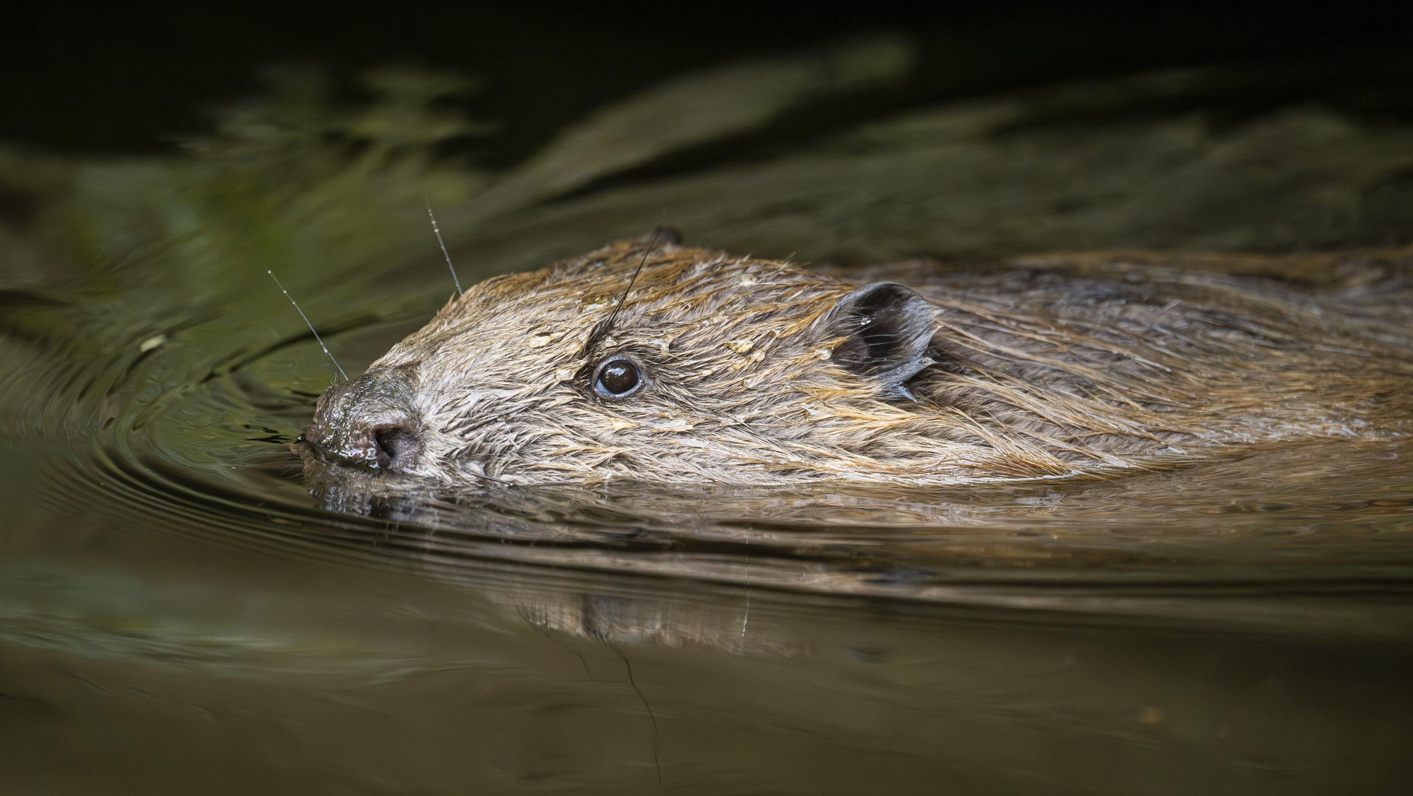 Ein Biber schwimmt in einem See.