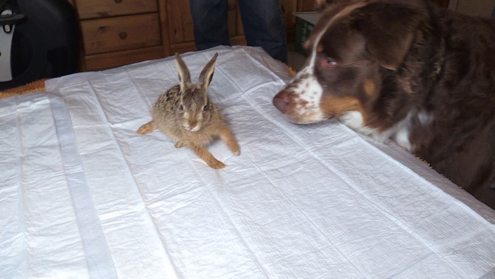 Tierischer Held Hund Lazko Rettet Erschopftes Hasen Junges Br24