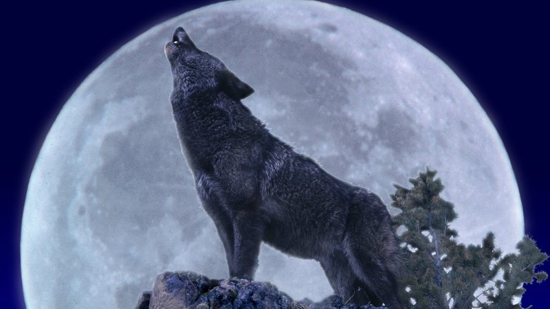Wolf heult vor der Silhouette des Mondes