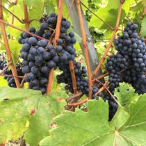 Wein in Altbayern - Eine fast verschwundene Tradition | Bild: BR/Amelie Schneider