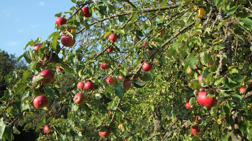 Rote Äpfel hängen an Bäumen