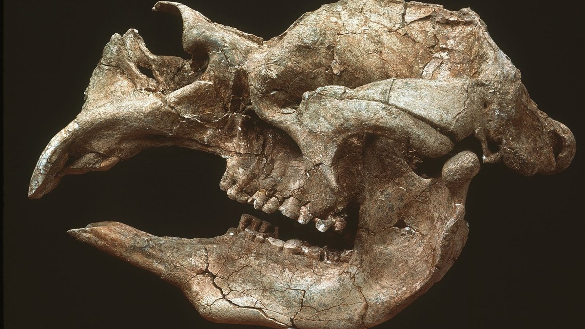 Schädelknochen eines Riesenwombats mit beachtlich großen Schneidezähnen.