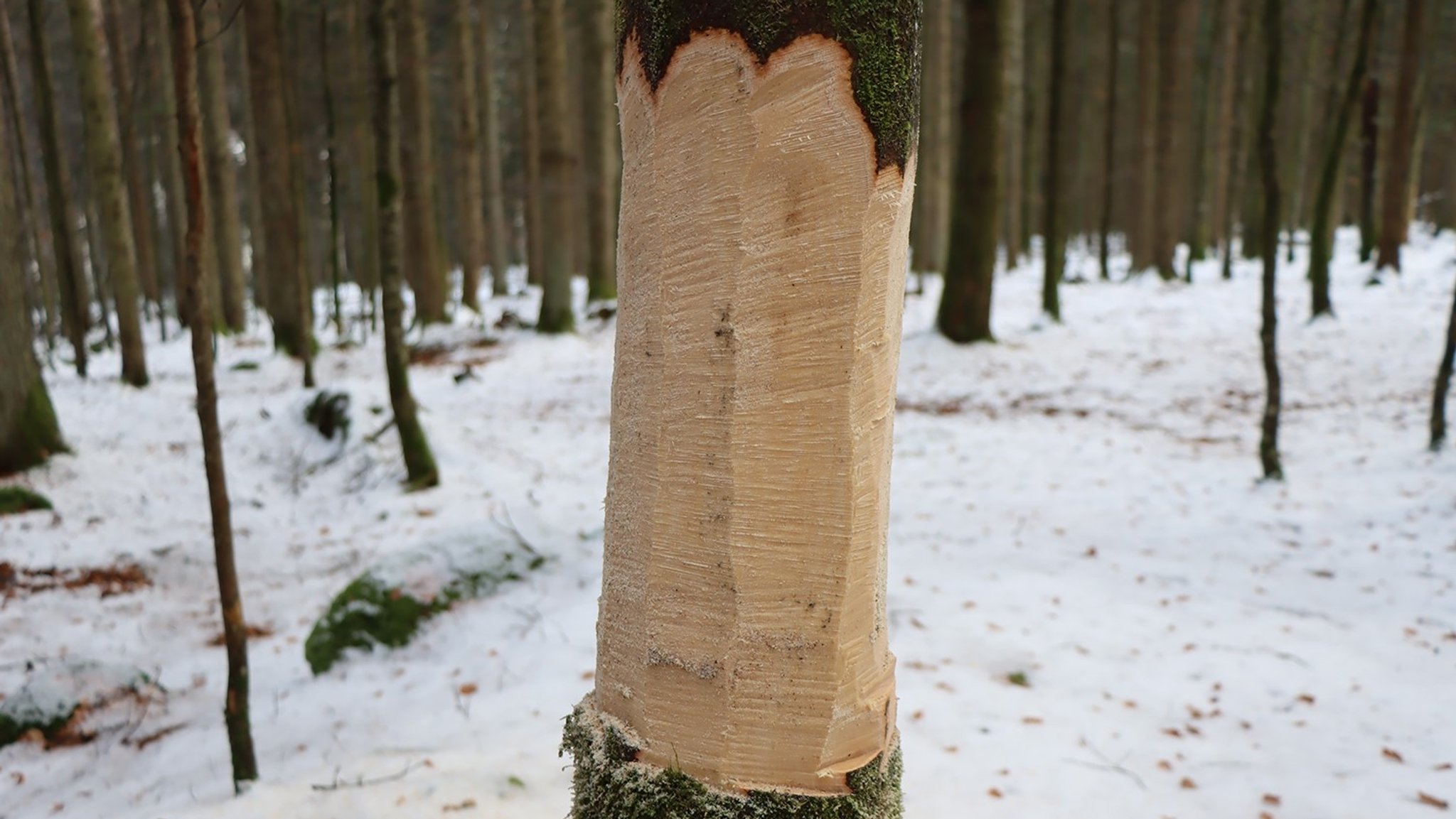 Einer der "geringelten Bäume" im Nationalpark, die im kommenden Jahr mit den beiden seltenen Pilzen geimpft werden. | Bild: Nationalpark Bayerischer Wald/Annette Nigl Einer der "geringelten Bäume" im Nationalpark, die im kommenden Jahr mit den beiden seltenen Pilzen geimpft werden.