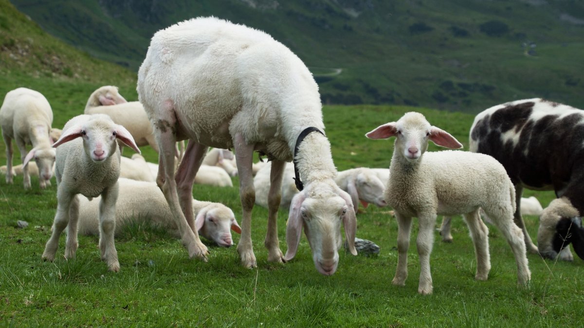 Symbolbild: Schafe auf einer Alm