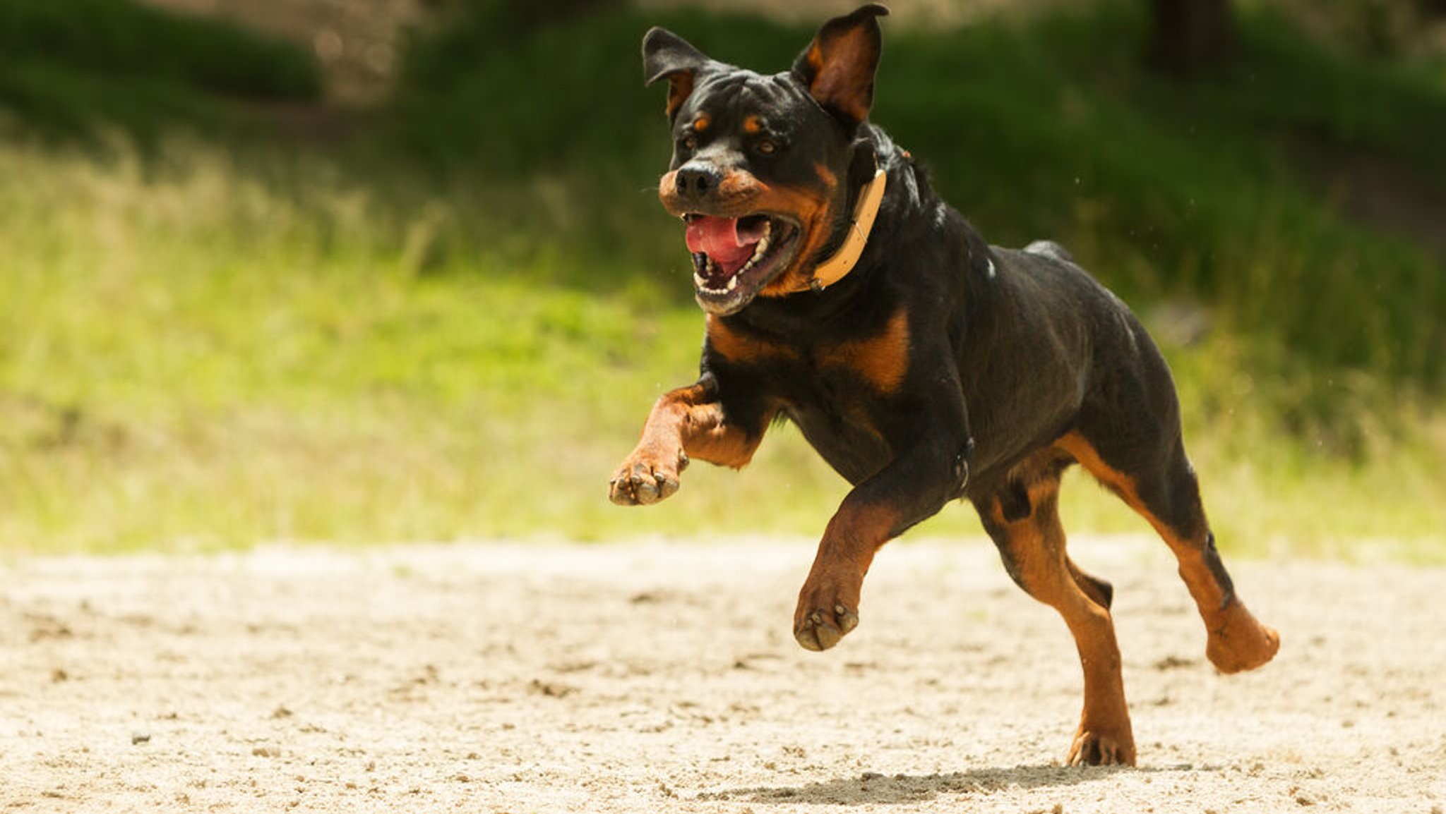 Hundesteuer auf Rekordhoch – Futterpreise ziehen weiter an