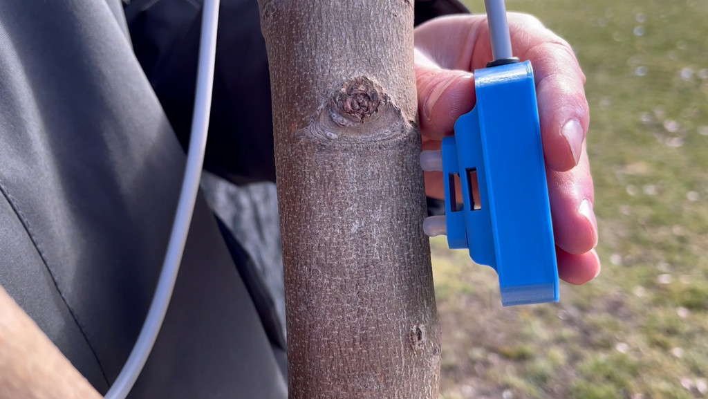 An einem Baum bringt eine Hand ein blaues Messgerät an. 