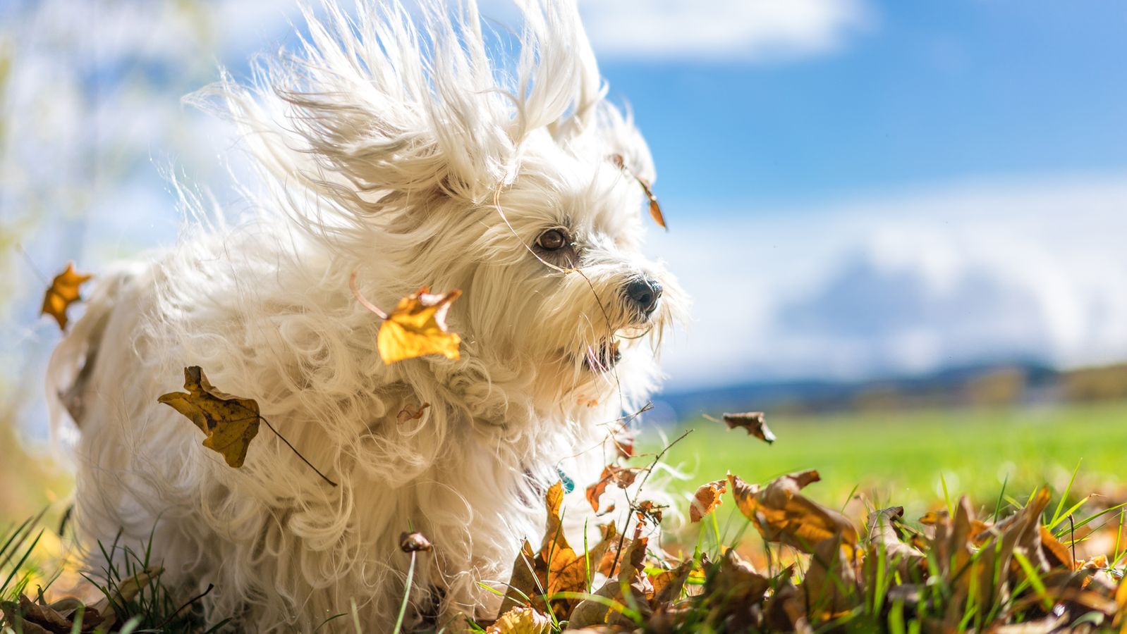 Gassirunde Im Herbst Hunde Keine Kastanien Fressen Lassen Br24