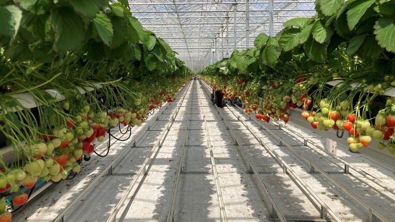 Im riesigen Gewächshaus von Gärtnermeister Fritz Boss im Nürnberger Knoblauchsland wachsen 200.000 Erdbeerpflanzen in langen Metallkästen in einem Substrat aus Moos.
