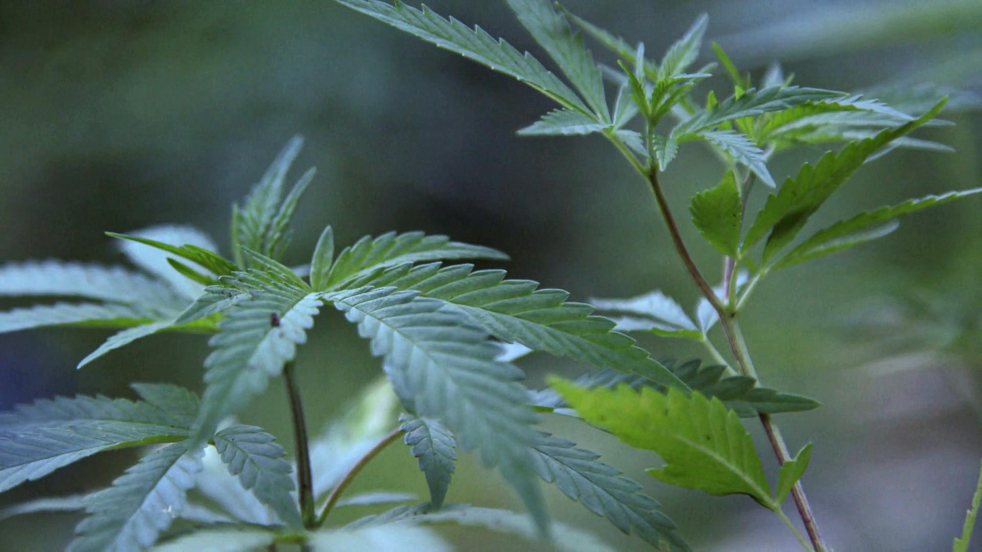 Dokthema Gegen Die Marihuana Mafia Wo Cannabis Und Kriminalitat Bluhen