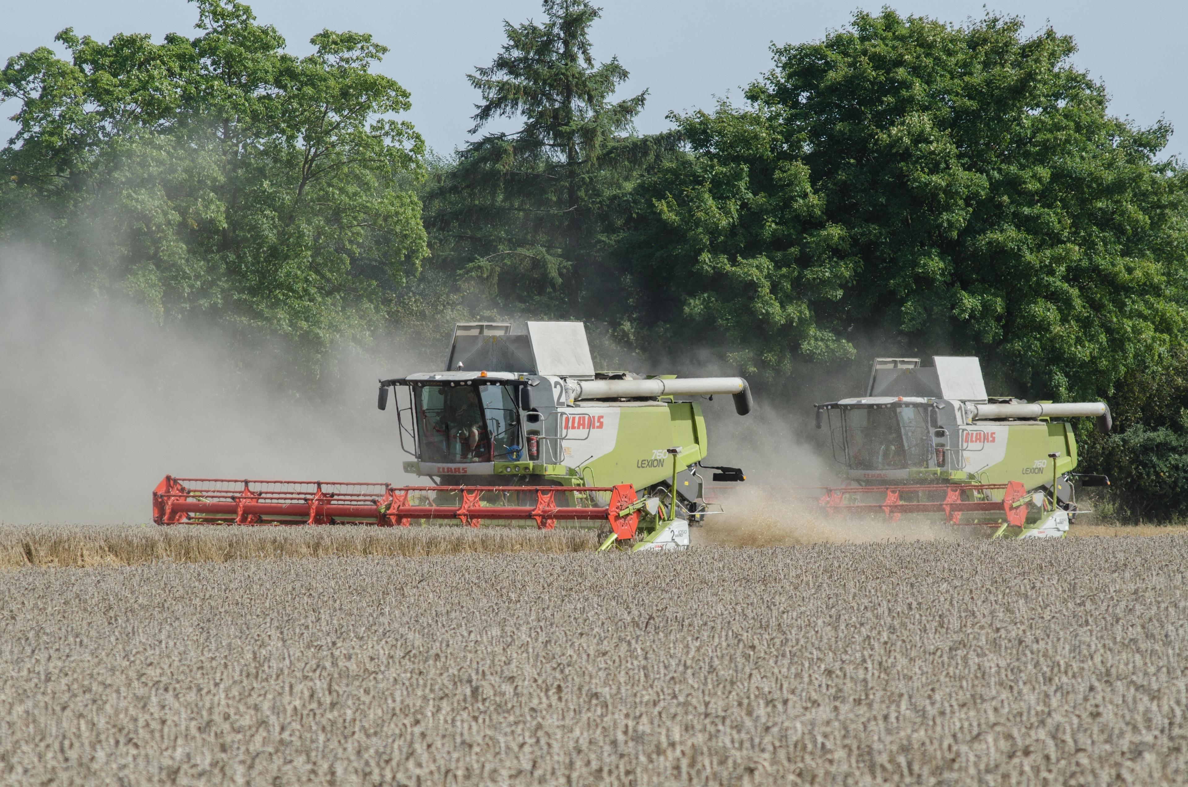 Zwei Mähdrescher bei der Weizenernte (Symbolbild)