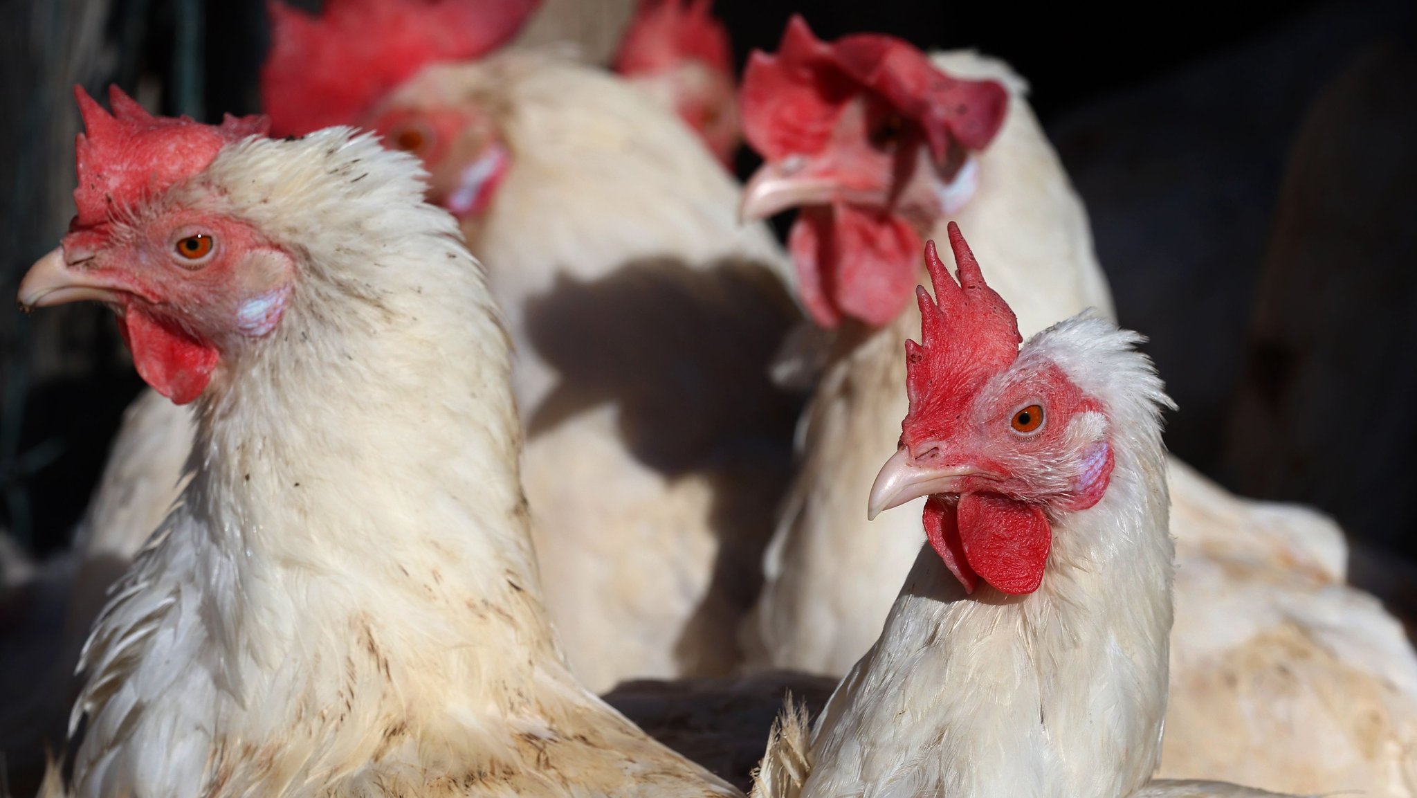 Legehennen (Symbolbild) | Bild: dpa-Bildfunk/Karl-Josef Hildenbrand Legehennen (Symbolbild)