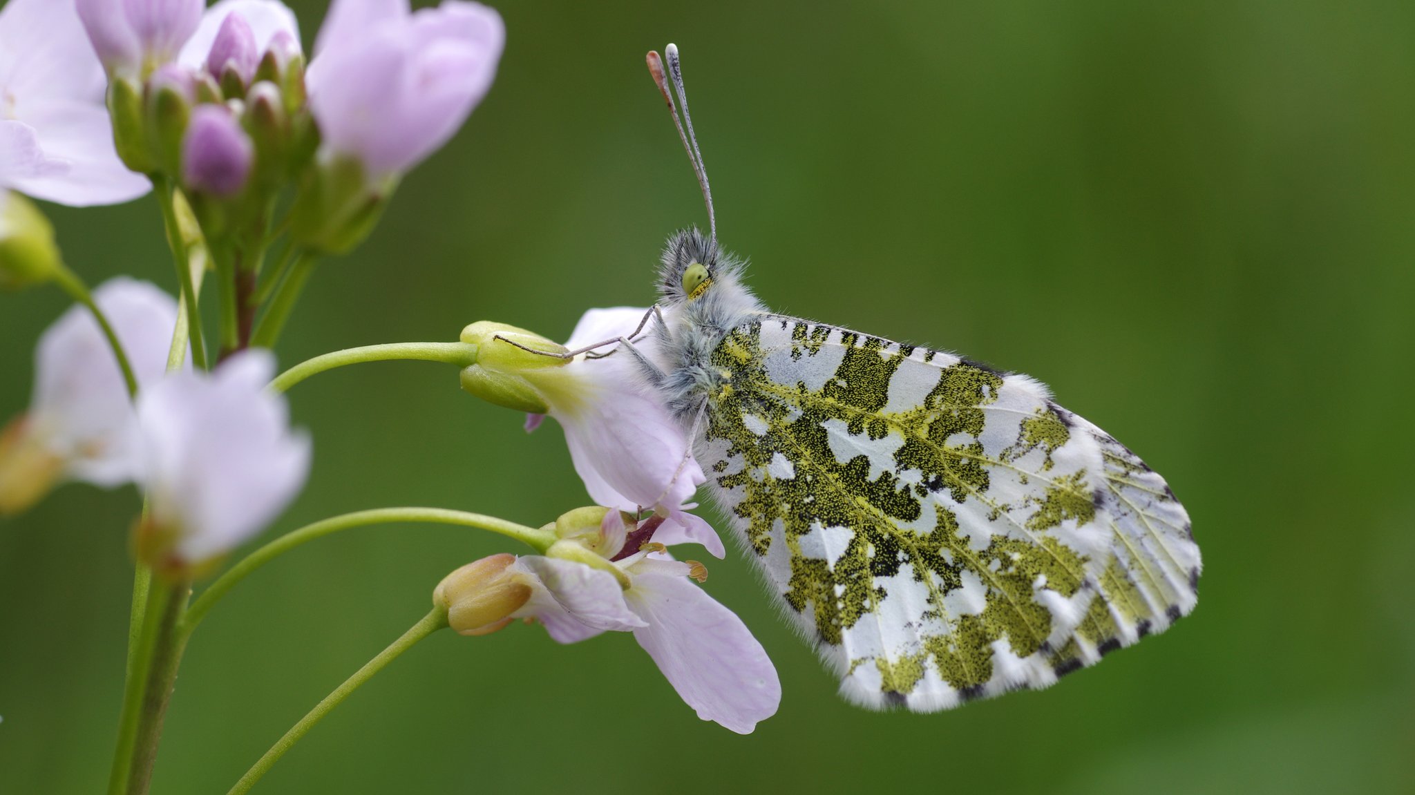 Ein Aurorafalter sitzt auf einer Wiesenschaumkrautblüte