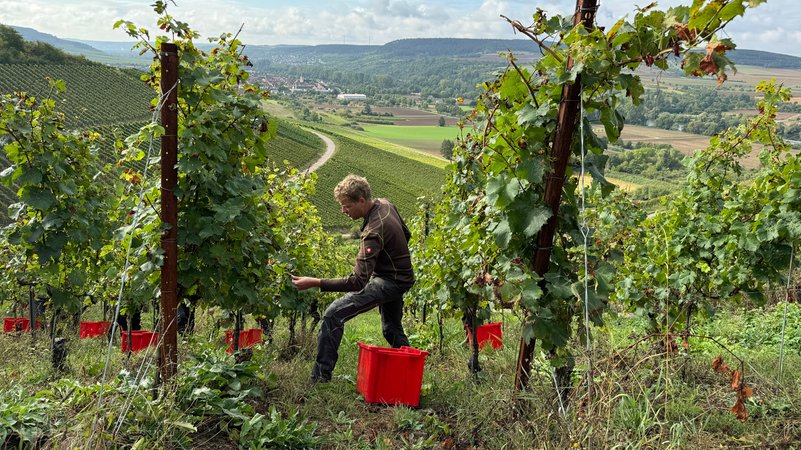 Ein Winzer bei der Weinlese | Bild: BR/ Leon Willner Ein Winzer bei der Weinlese