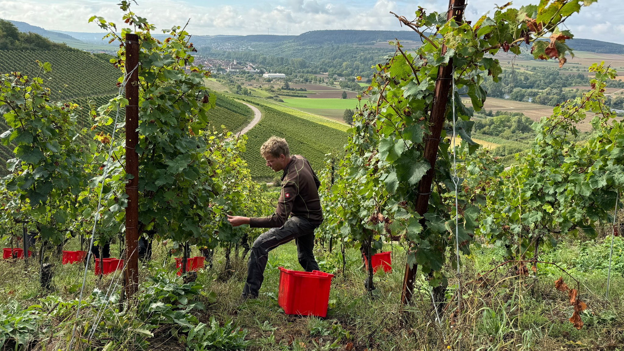 Ein Winzer bei der Weinlese