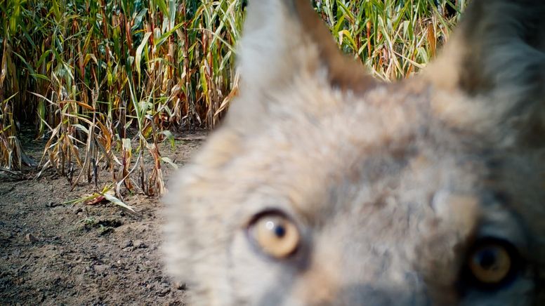 Augen eins weißen Wolfes: Szene aus "Im Land der Wölfe" | Bild:mindjazz pictures
