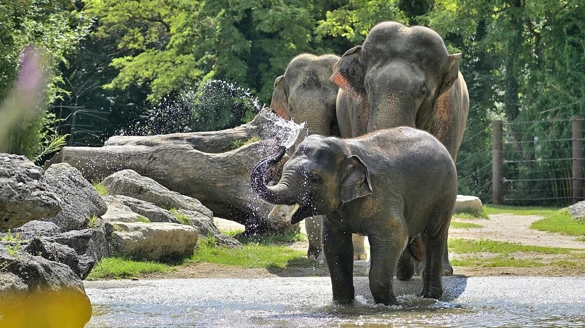 Trauer in Hellabrunn: Junger Elefant Otto stirbt an Herpesvirus