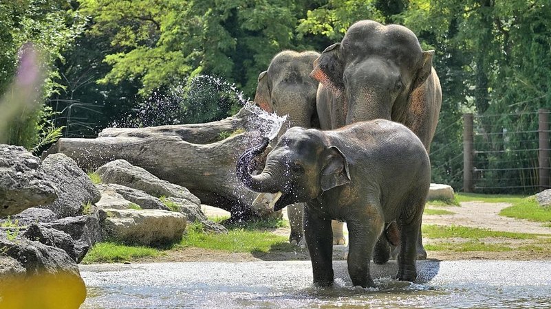 Der junge Elefantenbulle Otto im Badebecken | Bild: Tierpark Hellabrunn / Birgt Mohr Der junge Elefantenbulle Otto im Badebecken