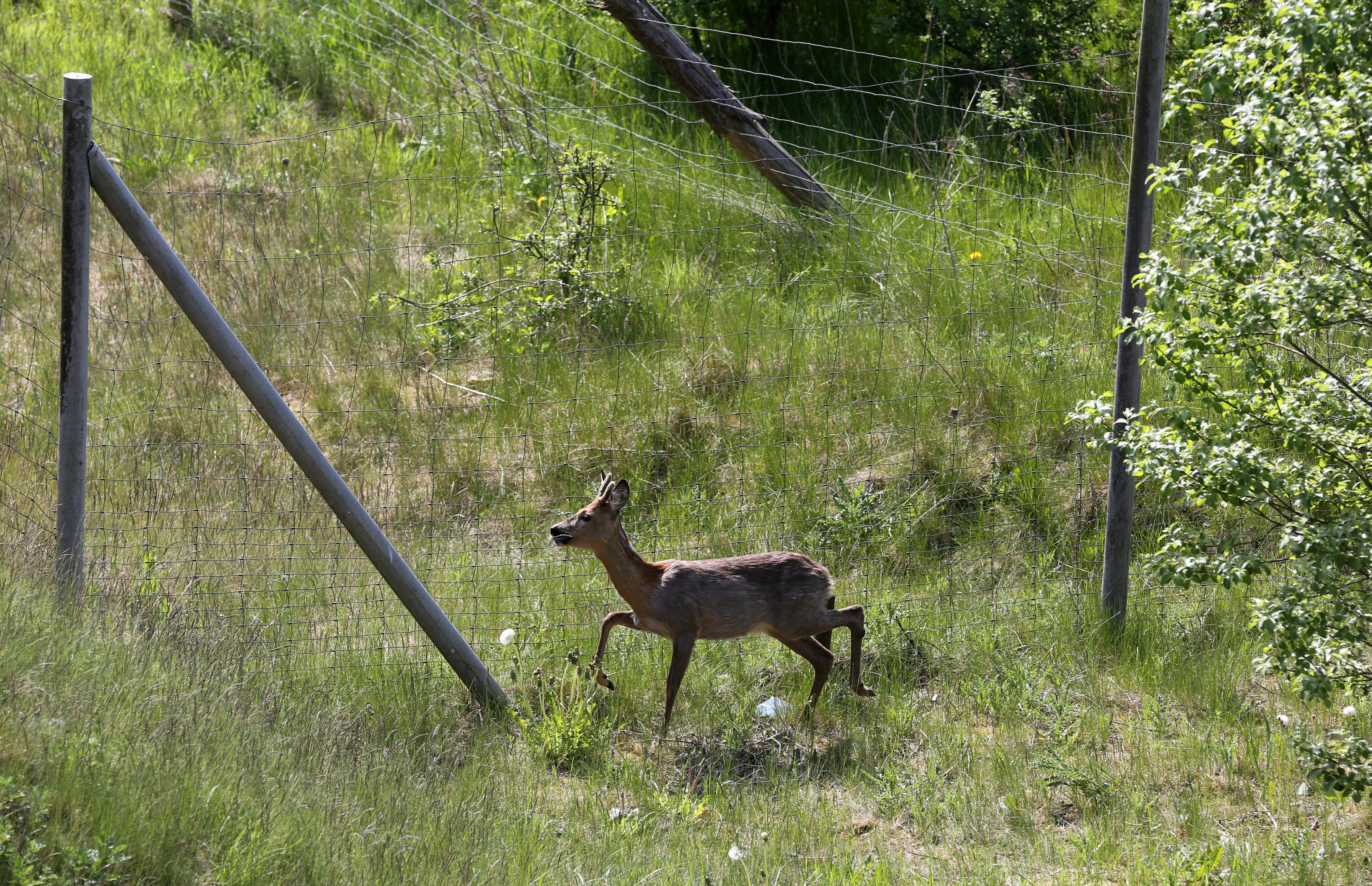 Reh vor einem Wildschutzzaun